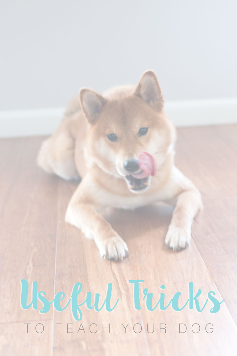 5 Useful Tricks to Teach Your Dog